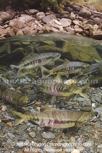 Chum Salmon