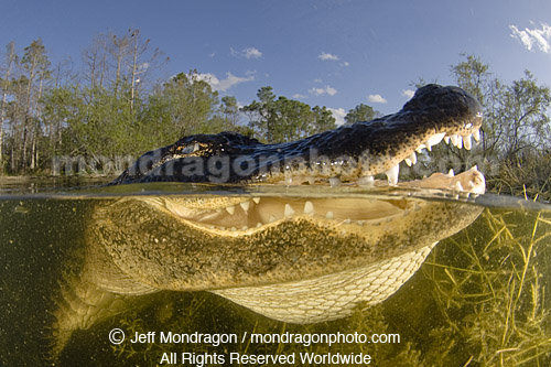 American Alligator