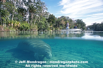 Manatee and Boaters