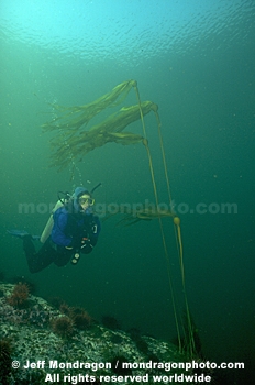 Diver and Bull Kelp