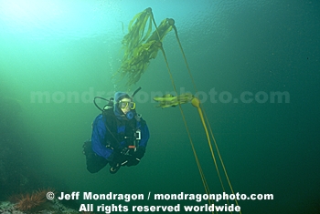 Diver and Bull Kelp