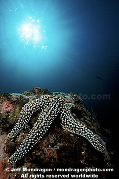 Giant Spined Sea Star