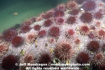 Red Sea Urchins