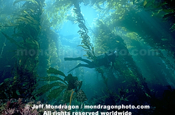 diver in kelp forest