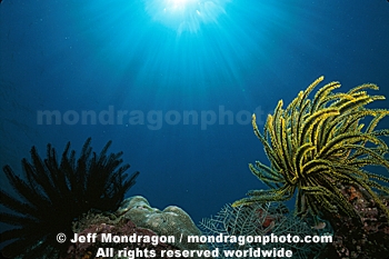 Feather Stars (Crinoids) 