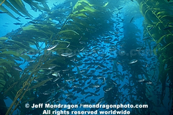 Schooling fish