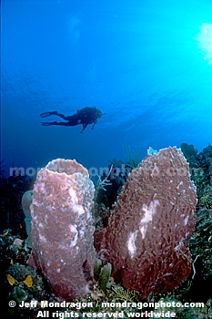 Giant Barrel Sponge