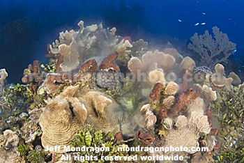 Coral and Sponges Spawning