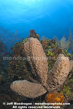 Brown Tube Sponge