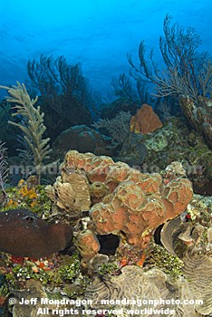 Branching Tube Sponge