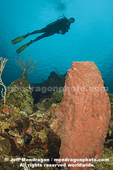 Giant Barrel Sponge