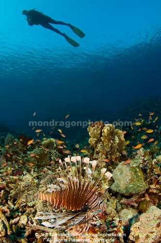 Scuba Diver and lionfish over Tropical C