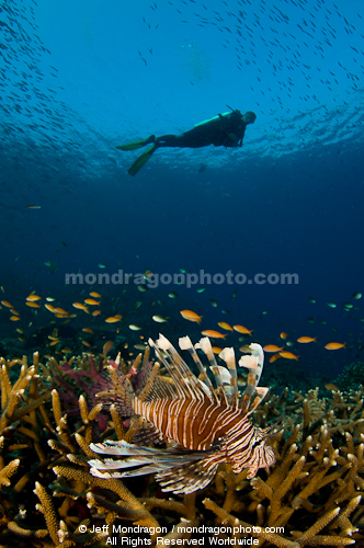 Scuba Diver and lionfish over Tropical C