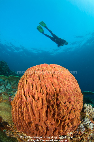 Diver over Giant barrel sponge