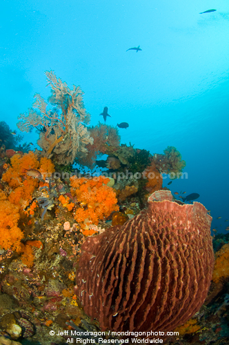 barrel sponge on Tropical Coral Reef