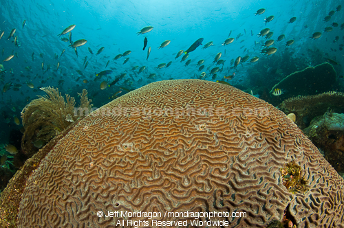 brain coral on Tropical Coral Reef