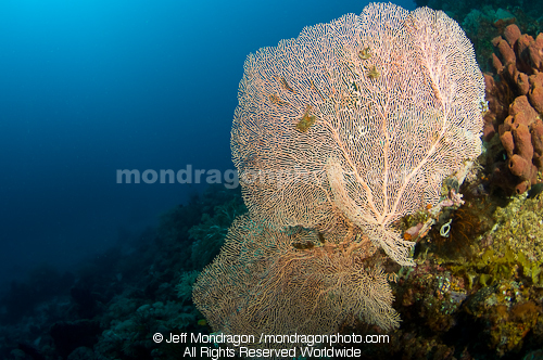 Sea fan on tropical coral reef