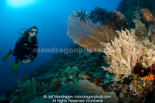 Scuba diver over tropical coral reef