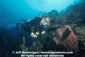 Diver & Giant Barrel Sponge