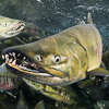 Image F_1843 spawning chum salmon