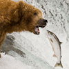 Image M_300 brown bear catching sockeye salmon