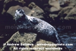 Harbor Seal pictures