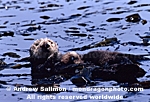 Sea Otter photos