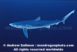 Blue Shark pictures