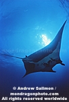 Manta Ray pictures