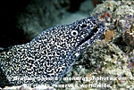 Spotted Moray pictures