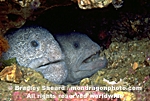 Wolf-Eel Pair images