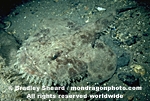 Monkfish images