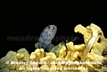 Juvenile Wolf-Eel pictures