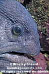 Wolf-Eel images