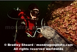 Wolf Eel and Diver pictures