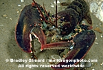 Northern Lobster pictures