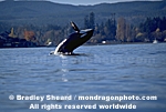 Orca Whale Breaching pictures