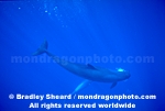 False Killer Whale photos