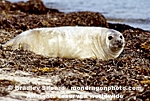 Gray Seal Pup photos