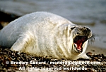 Gray Seal Pup images