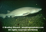 Sixgill Shark photos