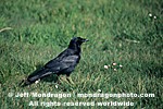 American Crow photos