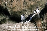 Common Murres images