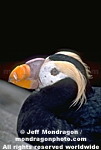 Tufted Puffin pictures