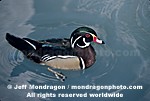 Wood Duck photos