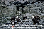 Bald Eagles images