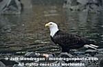 Bald Eagle images