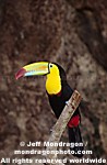 Keel Billed Toucan images