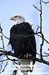 Bald Eagle pictures