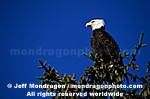Bald Eagle photos